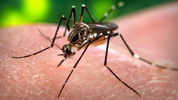 female anopleles mosquito