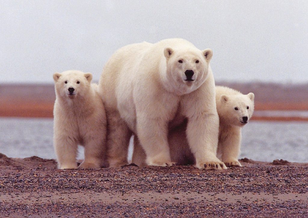 Polar bear cubs standing on rock with their mother