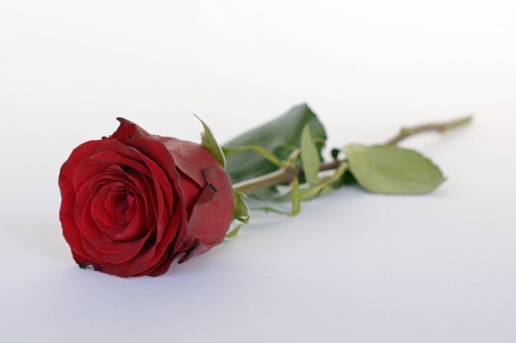 Stock photo of a red rose